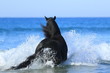 Schwarzes Pferd von hinten - im Meer