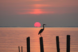 Fototapeta Natura - Heron perching on a piling at sunrise on the Chesapeake Bay in Chesapeake Beach, Calvert County, Maryland, USA.