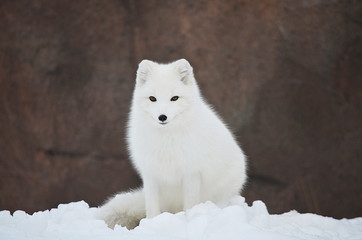 arctic fox staring
