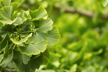 Ginkgo Biloba, Commonly Known As Ginkgo Or Gingko Also Known As The Ginkgo Tree Or The Maidenhair Tree, Is The Only Living Species In The Division Ginkgophyta, All Others Being Extinct.