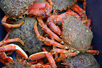 Sea spider crab for sale at a French seafood market in Brittany