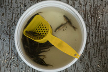 White Pail With Bait Fish And A Yellow Plastic Scoop