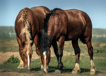 Two Horses Were Grazed Freely On A Meadow.