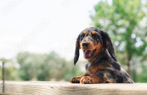 Long Hair Miniature Dachshund Puppy Buy This Stock Photo And