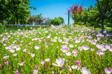 Wall Mural - flowers