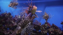 Red Lionfish In Marine Aquarium Stock Footage Video