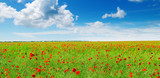 Fototapeta Maki - Meadow with wild poppies and blue sky.