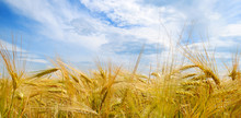 Field With Ripe Ears Of Wheat And Blue Cloudy Sky.