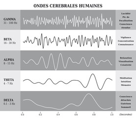 Wall Mural - Ondes Cérébrales Humaines Diagramme / Illustration Noir et Blanc - Texte et Explications en Français