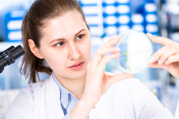 Sticker - technician in the laboratory of plant genetics investigates the sprout of soybean