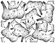 © Iamnee - Hand Drawn of Galangal Roots on White Background