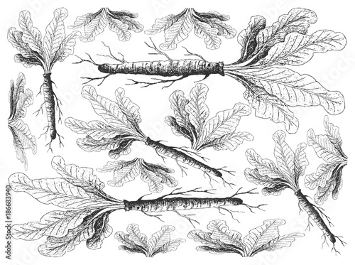 Cuadros en Lienzo Hand Drawn of Horseradish on White Background