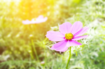 Wall Mural - Lovely pink flower cosmos in the field