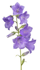 Wall Mural - seven bellflower violet large blooms on stem