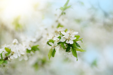 Blooming twig of fruit tree in the garden