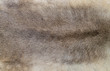 Natural reindeer hide texture close up