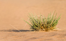 Close Up Image Focused On An Isolated Desert Vegetation Over Desert Sand With Blurred Foreground And Background
