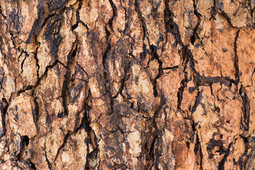 Neem Tree bark texture close up