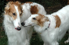 Two Borzoi Dogs Studiesg Each Other With Interest.