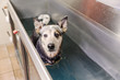 © Christian Müller - Australian Cattledog in a hydrotherapy station