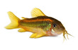 Green Laser Cory Corydoras Catfish Aquarium fish 