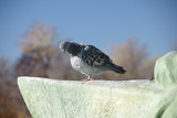 Fototapeta Góry - Pigeon, park Retiro, Madrid, Spain