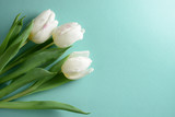 Fototapeta Tulipany - White tulips on a light turquoise background
