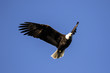 © Cavan Images - Bald eagle flying against clear blue sky