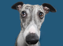 Funny Whippet.