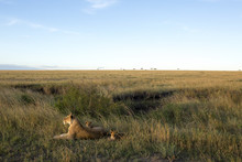Lion Cubs With Lioness Sitting On Field At Serengeti National Park Against Sky