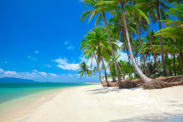 tropical beach with coconut palm