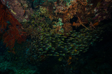 Wall Mural - Coral garden