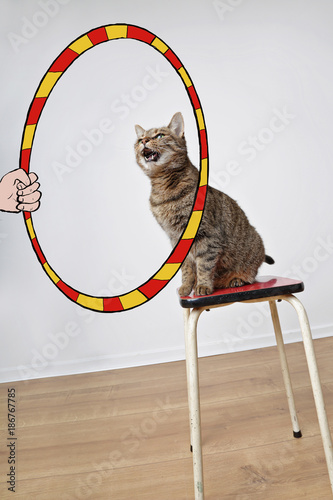 Chat Tigre Se Prenant Pour Un Lion Dans Un Cirque Avec Dessin Cerceau Humoristique Stock Photo Adobe Stock