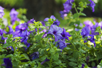 beautiful flowers at suan luang. r.9, thailand