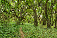 In The Jungle - A Hiking Footpath Winding Through A Dense Tropical Rain Forest. Maui, Hawaii, USA.