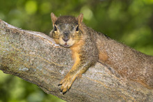 Fox Squirrel (Sciurus Nige) Resting In Shade On Tree Branch During A Hot Summer Day, Ames, Iowa, USA