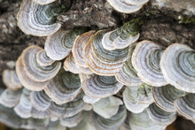 Turkey Tail Fungus (Trametes Versicolors) On A Log In A Forest, Ames, Iowa, USA