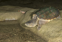 Common Snapping Turtle (Chelydra Serpentina) Going To Water From A Rock, Ledges State Park, Iowa, USA