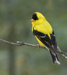 American goldfinch (Carduelis tristis) adult male, Ames, Iowa, USA