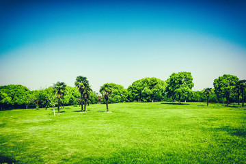 Wall Mural - Sunrise in beautiful park