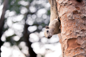 Curious red squirrel peeking behind the tree trunk in the park