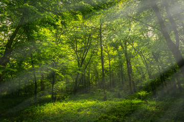 Wall Mural - Summer green forest