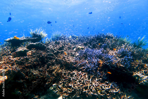 水中 海中 アドビストックのデザイン かべいろ Com おしゃれ壁紙リフォーム貼り替え インクジェット壁紙のかべいろ Com