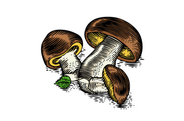 Wall Mural - Heap of porcini