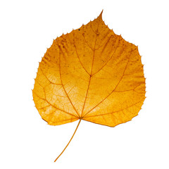 Wall Mural - close-up golden orange and red leaf isolated white background. beautiful autumn leaf isolated