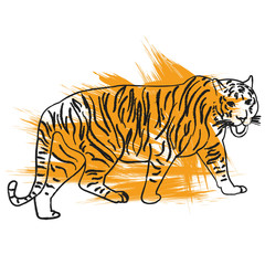 Wall Mural - vector, isolated sketch of a tiger is coming