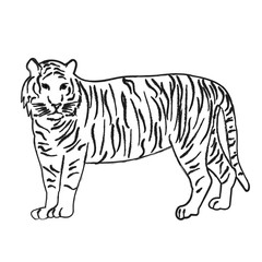 Wall Mural - vector, isolated sketch of a tiger