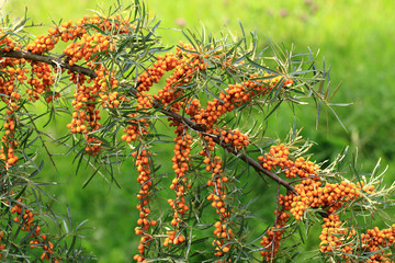 Wall Mural - sea buckthorn plant with fruits