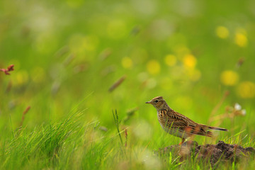 Wall Mural - Poland, Biebrzanski National Park – closeup of a Skylark bird – latin: Alauda arvensis