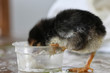 Chick young chicken eating